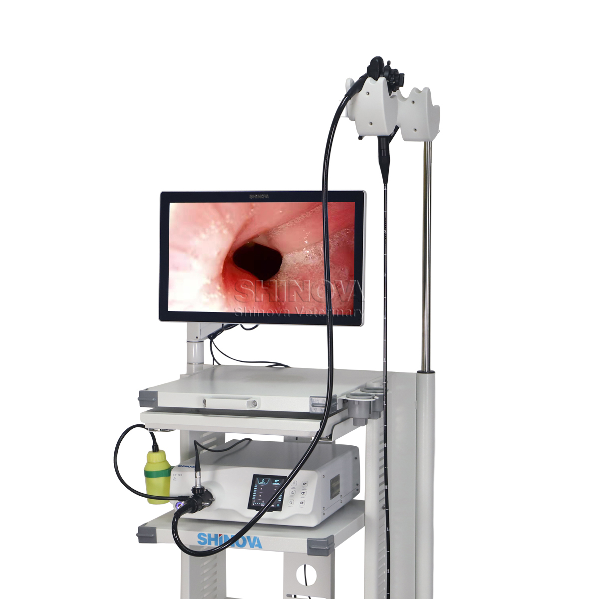 Gastroscope วิดีโอสัตวแพทย์ 