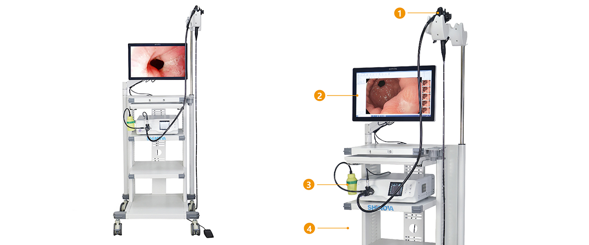 Gastroscope วิดีโอสัตวแพทย์ 