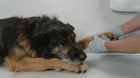 Can X-rays accurately diagnose fractures in a dog.jpg